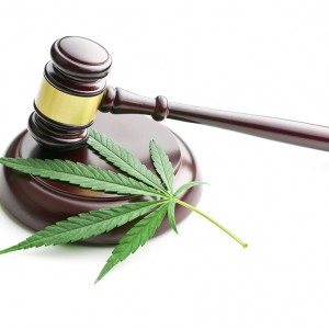 台灣醫療用大麻應該合法化？