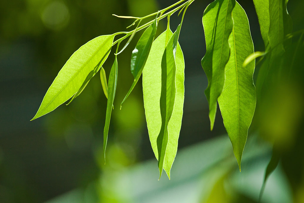 藍膠尤加利單方精油