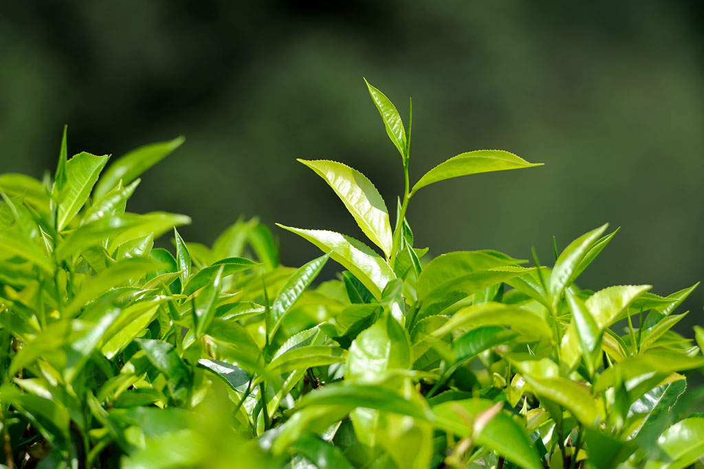 茶樹單方精油